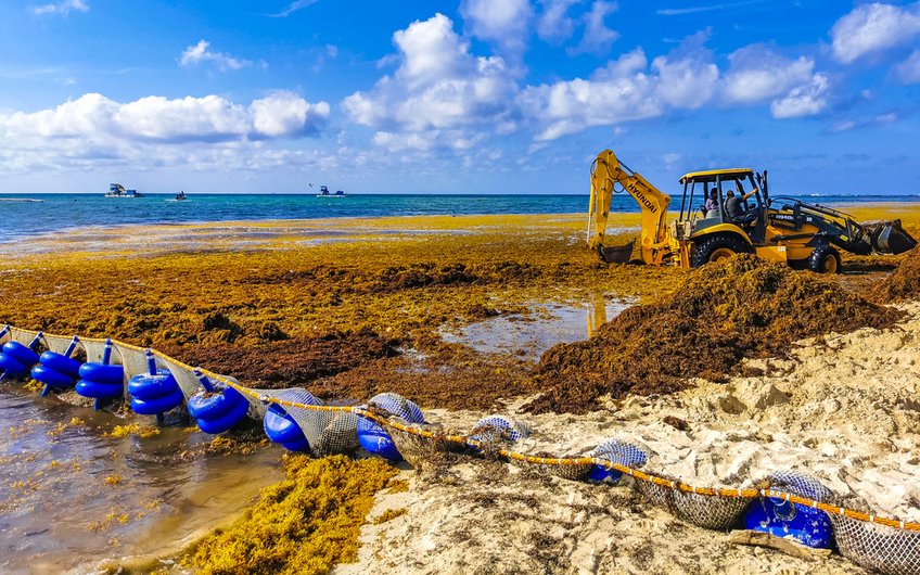 researchers-identify-key-factors-behind-sargassum-blooms-in-atlantic