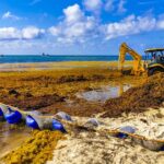 researchers-uncover-causes-of-sargassum-blooms-in-atlantic-ocean