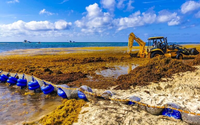 researchers-uncover-causes-of-sargassum-blooms-in-atlantic-ocean