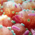 researchers-uncover-gut-bacteria-link-to-parkinson-s-treatment