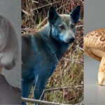 scientists-discover-new-antibiotic-study-gray-hair-s-role-in-cancer