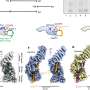 scientists-unveil-mechanism-behind-precise-chromosome-separation