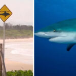shark-attack-leaves-swiss-couple-in-critical-condition-at-nsw-beach