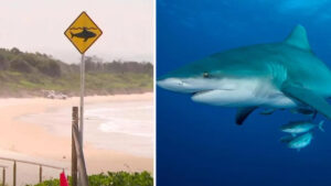 shark-attack-leaves-swiss-couple-in-critical-condition-at-nsw-beach