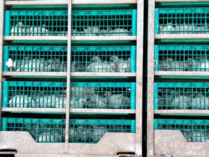 south-australia-launches-mobile-lab-to-combat-h5-bird-flu-threat