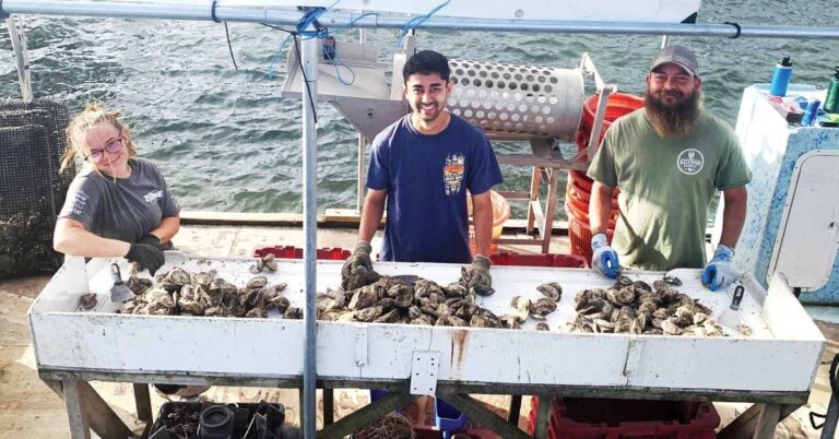 southern-oysters-surge-farmers-revitalize-industry-amid-challenges