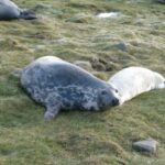 study-reveals-grey-seal-milk-matches-human-milk-s-complexity