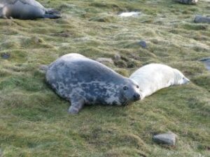 study-reveals-grey-seal-milk-matches-human-milk-s-complexity