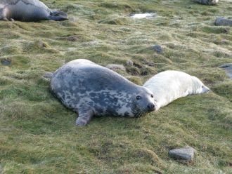 study-reveals-grey-seal-milk-matches-human-milk-s-complexity