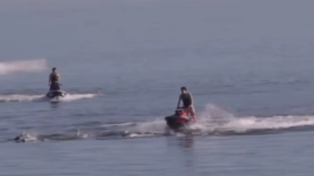 three-jet-ski-riders-charged-for-harassing-dolphins-in-adelaide