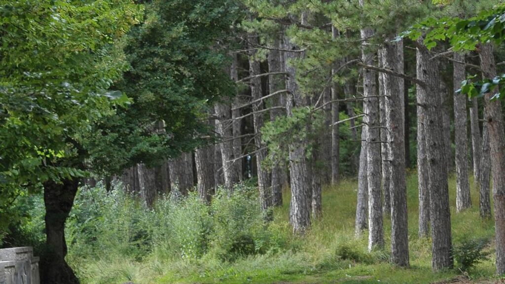 uk-father-condemns-italy-court-s-shocking-removal-of-children