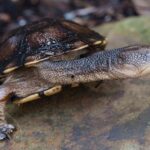 urgent-alert-injured-turtles-surge-on-hawkesbury-roads