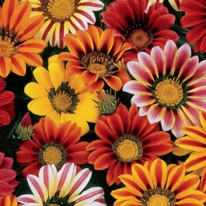 urgent-call-for-national-ban-on-invasive-gazania-weed-in-australia