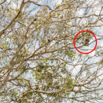 urgent-calls-for-release-of-850k-koala-report-in-victoria