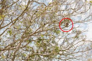 urgent-calls-for-release-of-850k-koala-report-in-victoria