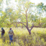 urgent-conservation-partnership-revives-wimmera-s-wildlife-habitat