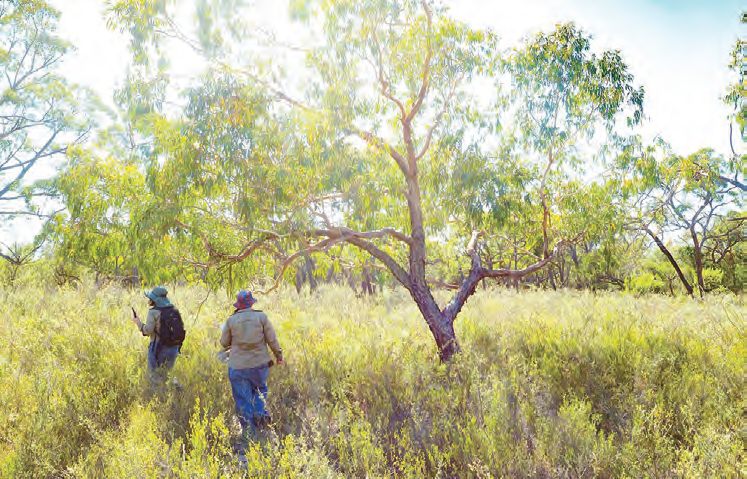 urgent-conservation-partnership-revives-wimmera-s-wildlife-habitat