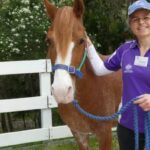 urgent-critical-horse-shortage-threatens-disabled-riding-program