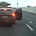 urgent-dog-causes-chaos-on-pacific-motorway-in-currumbin