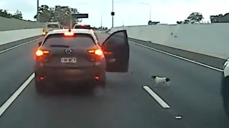 urgent-dog-causes-chaos-on-pacific-motorway-in-currumbin