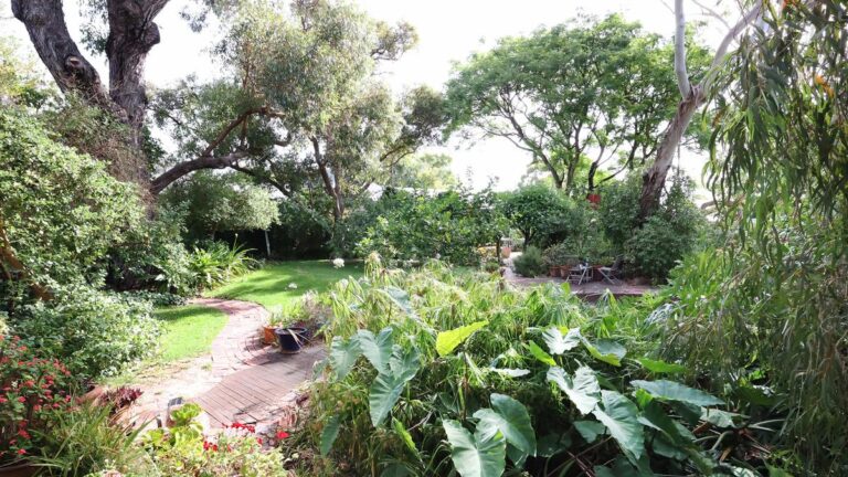 urgent-guide-selecting-the-best-trees-for-your-garden-today