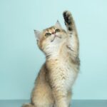 urgent-melton-council-offers-cat-desexing-discounts-this-december