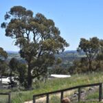 urgent-plans-to-demolish-tree-for-660k-housing-project-in-orange