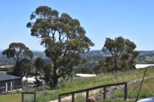 urgent-plans-to-demolish-tree-for-660k-housing-project-in-orange