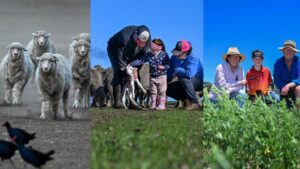 urgent-update-victorian-farmers-thrive-as-rain-revives-drought-affected-lands