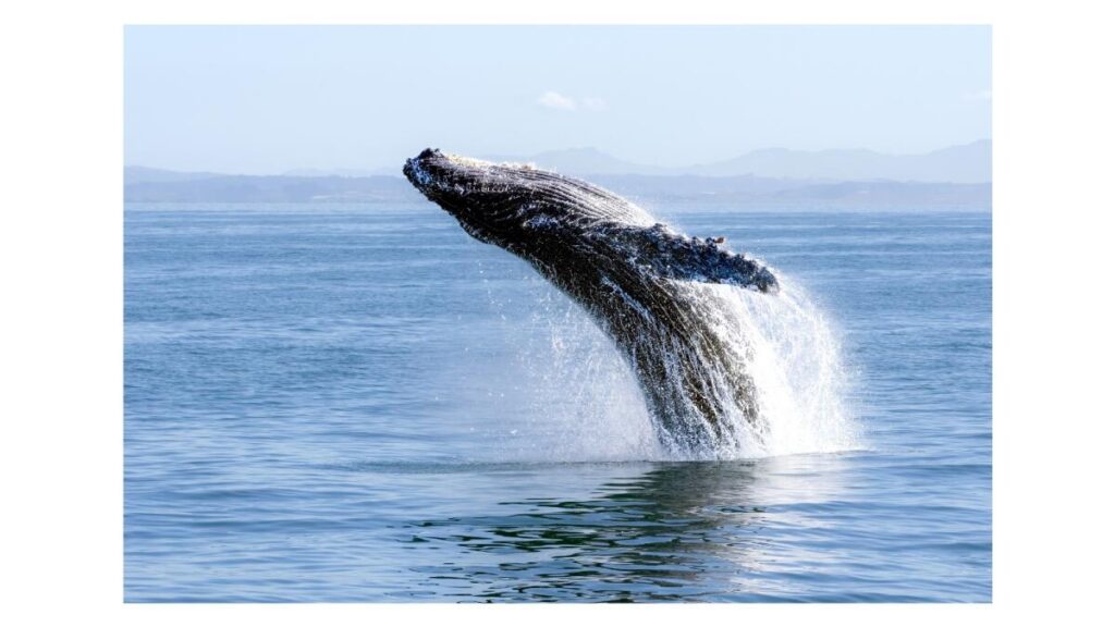 urgent-update-whales-change-songs-amid-noisy-oceans-crisis