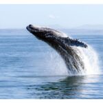 urgent-update-whales-change-songs-amid-noisy-oceans-crisis