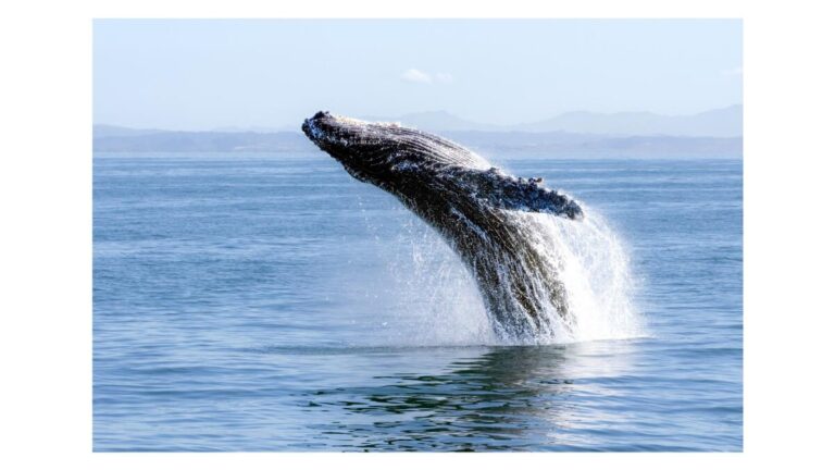 urgent-update-whales-change-songs-amid-noisy-oceans-crisis