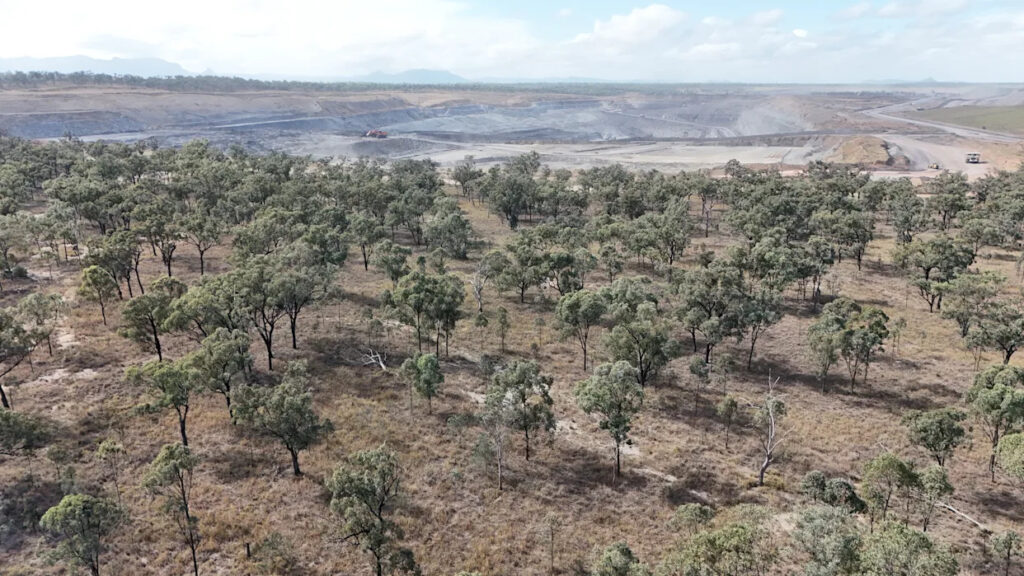 urgent-warning-aussie-koalas-face-extinction-from-new-laws