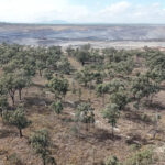 urgent-warning-aussie-koalas-face-extinction-from-new-laws