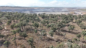 urgent-warning-aussie-koalas-face-extinction-from-new-laws