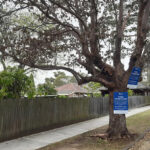 urgent-warning-aussies-face-3-000-fines-for-tree-poisoning