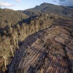 urgent-warning-thousands-of-jobs-at-risk-in-tasmania-forestry
