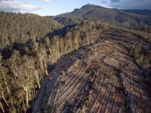 urgent-warning-thousands-of-jobs-at-risk-in-tasmania-forestry