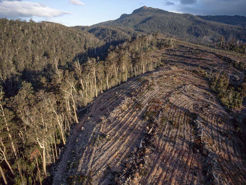 urgent-warning-thousands-of-jobs-at-risk-in-tasmania-forestry