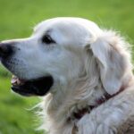 whittlesea-council-considers-mandatory-dog-desexing-now