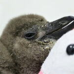 62-000-african-penguins-starve-off-south-africa-s-coast-due-to-climate-change