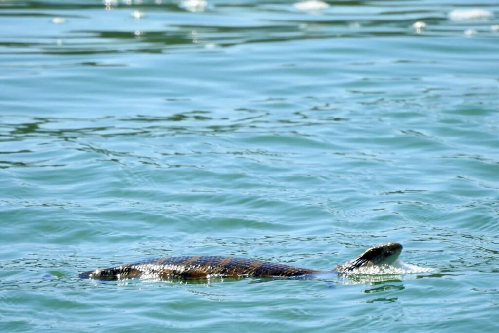 aussie-tourists-spot-rare-blue-tongued-lizard-swimming-1-000m-out-to-sea