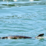 aussie-tourists-spot-rare-blue-tongued-lizard-swimming-1-000m-out-to-sea