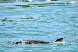 aussie-tourists-spot-rare-blue-tongued-lizard-swimming-1-000m-out-to-sea