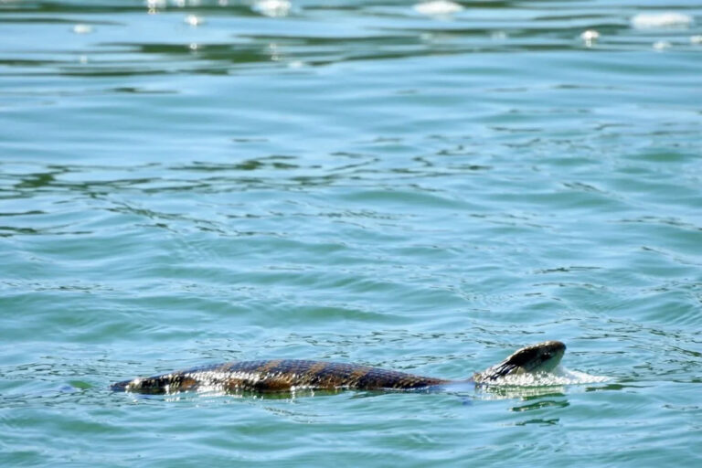 aussie-tourists-spot-rare-blue-tongued-lizard-swimming-1-000m-out-to-sea