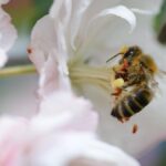 australia-launches-comprehensive-genetic-program-for-honey-bees