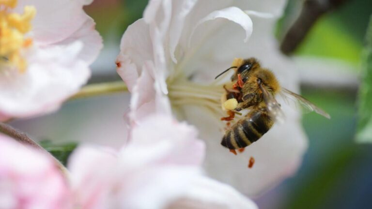 australia-launches-groundbreaking-bee-genetic-improvement-initiative