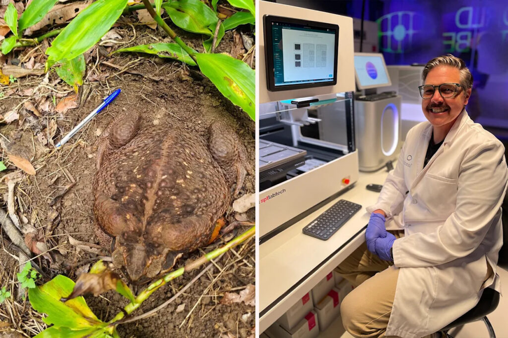 australia-races-to-engineer-cane-toad-resistant-northern-quoll