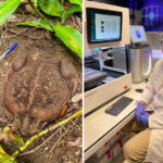 australia-races-to-engineer-cane-toad-resistant-northern-quoll