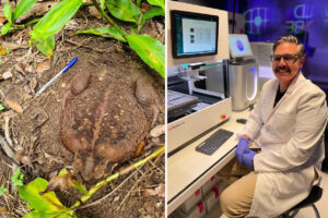 australia-races-to-engineer-cane-toad-resistant-northern-quoll